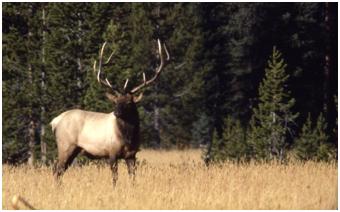 Bull Elk in Meadow, Courtesy of National Park Service